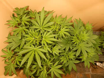 Gorilla Glue Auto от FastBuds Gorilla Glue Auto от FastBuds