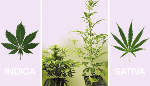 Листья конопли Листья конопли