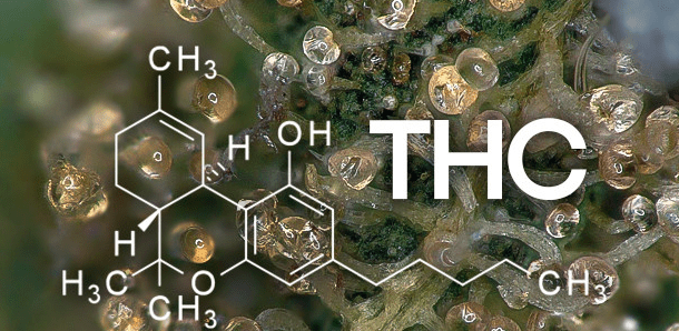 Каннабиноид ТГК 