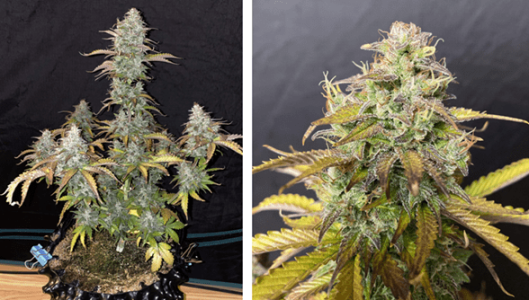 1596122545952.png 1596122545952.png