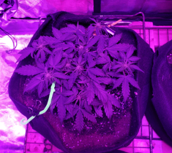 1596286969469.png 1596286969469.png