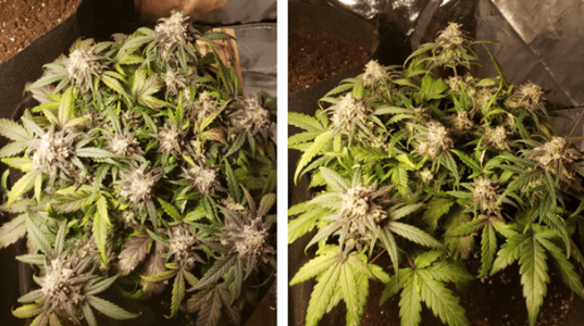 1596287003018.png 1596287003018.png