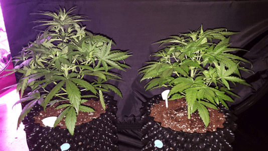 1596358826909.png 1596358826909.png