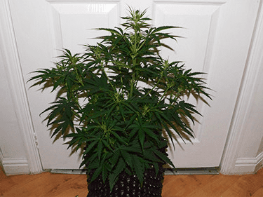 1597858237358.png 1597858237358.png