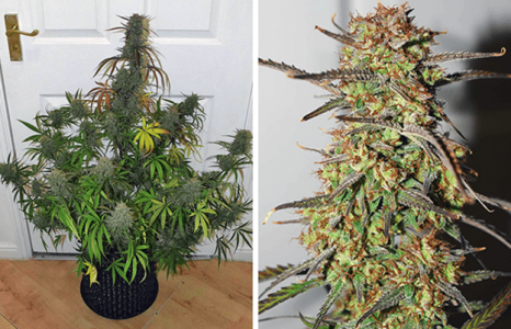 1597858323417.png 1597858323417.png