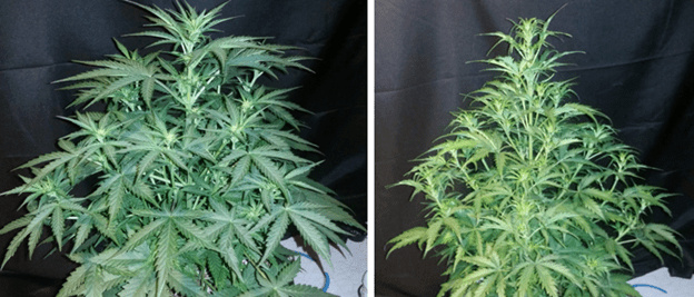 1598455898473.png 1598455898473.png