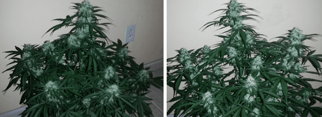 1598455912055.png 1598455912055.png