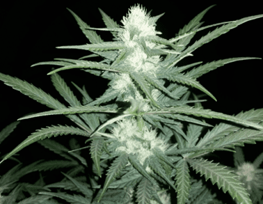 1598455934606.png 1598455934606.png