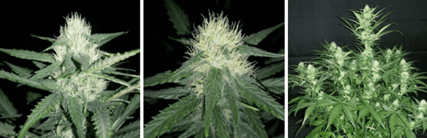 1598455961749.png 1598455961749.png