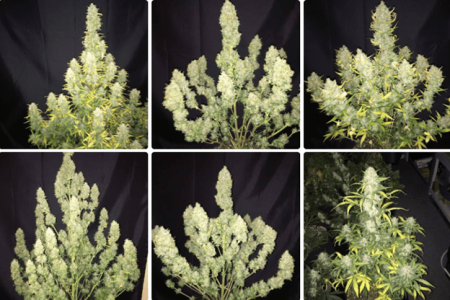 1598455971037.png 1598455971037.png