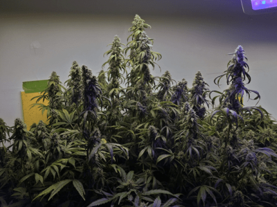 1598717979003.png 1598717979003.png