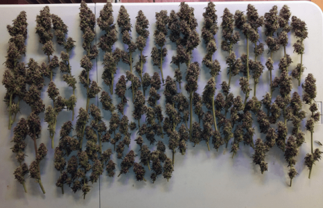 1598717990350.png 1598717990350.png