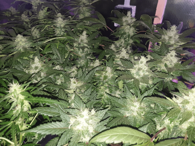 1599387817367.png 1599387817367.png