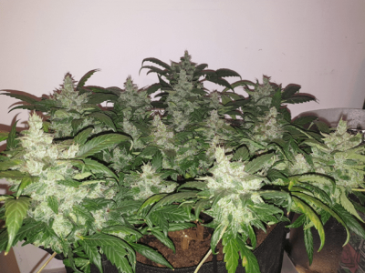 1599387822624.png 1599387822624.png