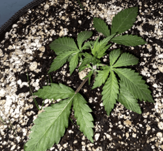 1599468325906.png 1599468325906.png