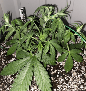 1599468330533.png 1599468330533.png