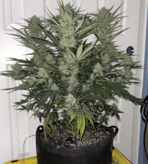 1599468363874.png 1599468363874.png