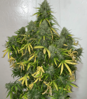 1599468378622.png 1599468378622.png