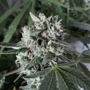 week12.jpg week12.jpg