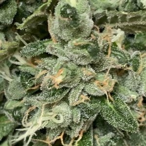 week14.jpg week14.jpg