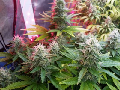 IMG_20220323_191003_426.jpg IMG_20220323_191003_426.jpg