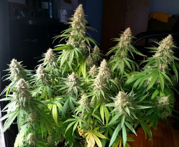 IMG_20220325_134639_508.jpg IMG_20220325_134639_508.jpg