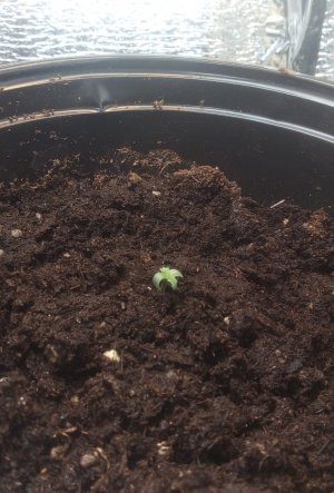 IMG_20220327_194734.jpg IMG_20220327_194734.jpg