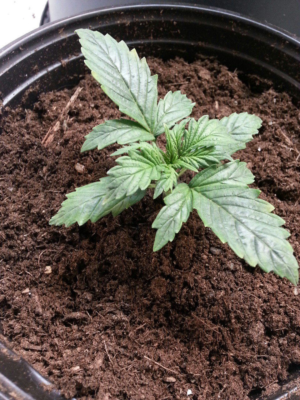 IMG_20220327_133502_134.jpg IMG_20220327_133502_134.jpg