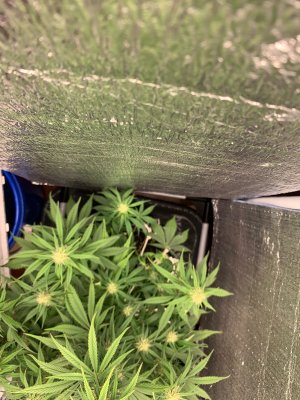 DBA431BE-9D4A-4348-8E40-F6825A37CCE2.jpeg DBA431BE-9D4A-4348-8E40-F6825A37CCE2.jpeg