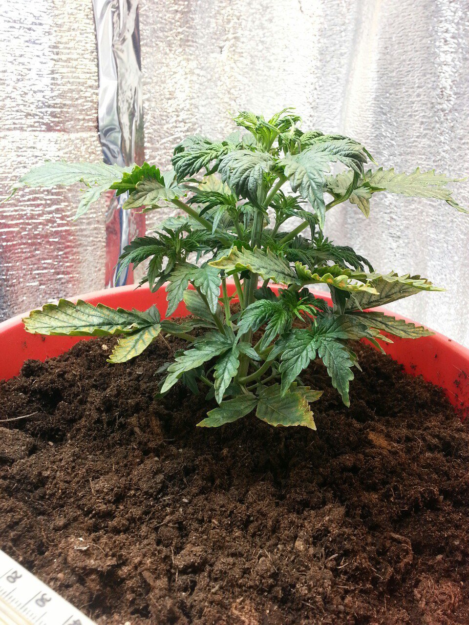 IMG_20220403_070322_474.jpg IMG_20220403_070322_474.jpg