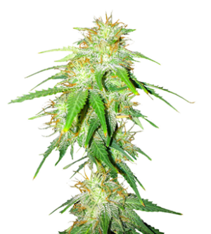 1730537807841.png 1730537807841.png