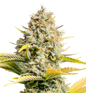 1730537812409.png 1730537812409.png