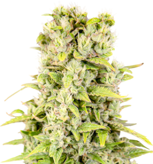 1730537820642.png 1730537820642.png