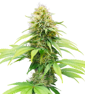 1730740141948.png 1730740141948.png