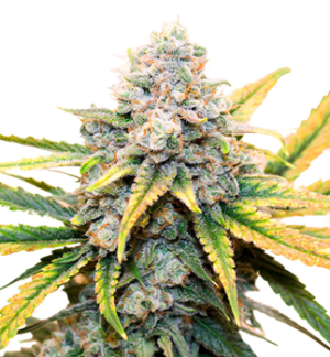 1730740148035.png 1730740148035.png