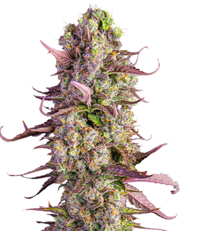 1731515428796.png 1731515428796.png