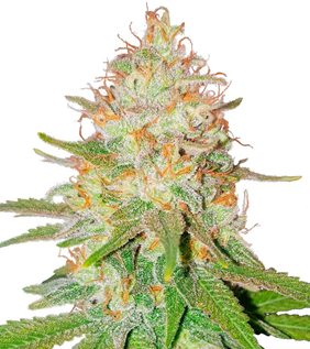 1731515442614.png 1731515442614.png