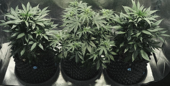 1731515816829.png 1731515816829.png