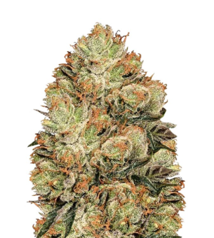 1731521893189.png 1731521893189.png