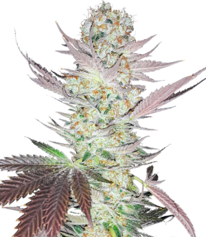 1731522063444.png 1731522063444.png