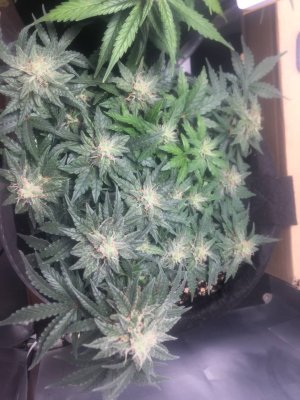 16.11 49 дней 7 неделя.jpg