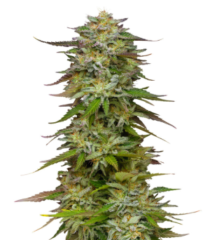 1732012108718.png 1732012108718.png