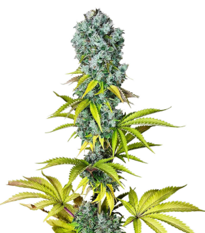 1732012162648.png 1732012162648.png