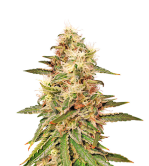 1732557708628.png 1732557708628.png