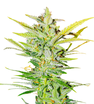 1732621633219.png 1732621633219.png