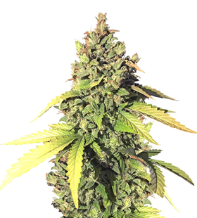 1732621637615.png 1732621637615.png