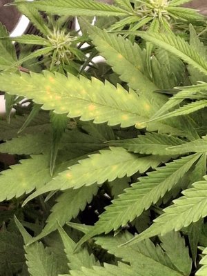 е WhatsApp 2024-11-27 в 19.57.09_6a15d1e8.jpg