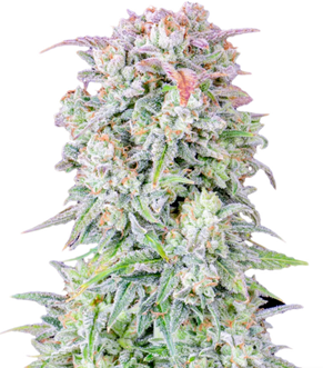 1732775797953.png 1732775797953.png