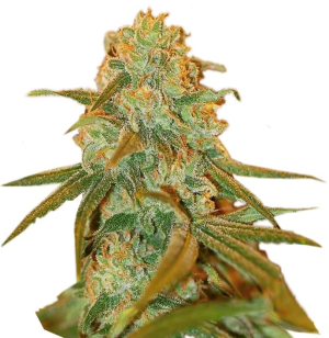 1732895000874.png 1732895000874.png