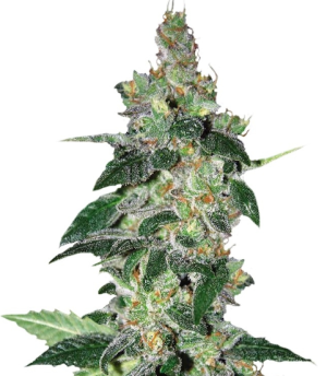 1732895110373.png 1732895110373.png